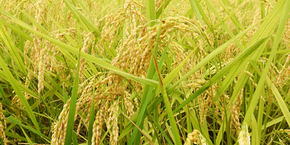 お米の受注生産