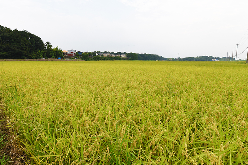 酒造好適米と言われる山田錦の栽培風景。受注生産も行っておりますので、お気軽にお申しつけください。
